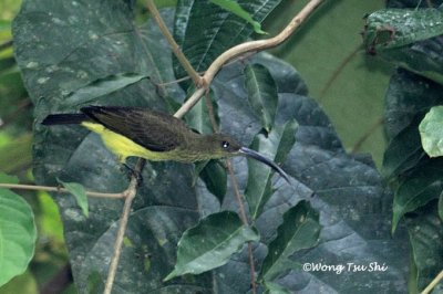 (Arachnothera robusta) Long-billed Spiderhunter