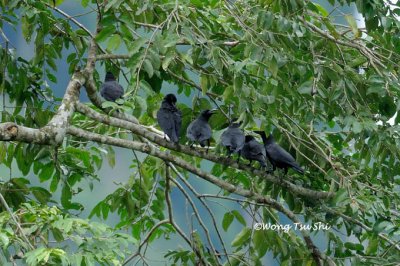(Corvus enca) Sunda Crow