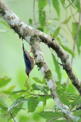 (Sitta frontalis) Velvet-fronted Nuthatch ♀
