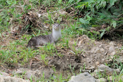 (Lutra perspicillata ) Smooth Otter