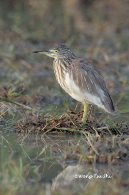 (Ardeola speciosa)  Javan Pond Heron