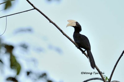 (Anthracoceros malayanus deminutus) Black Hornbill ♂