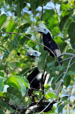 (Berenicornis comatus) White-crowned Hornbill ♂♀