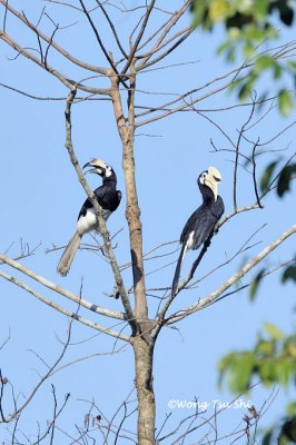 (Anthracoceros albirostris convexus) Oriental Pied Hornbill ♂♀