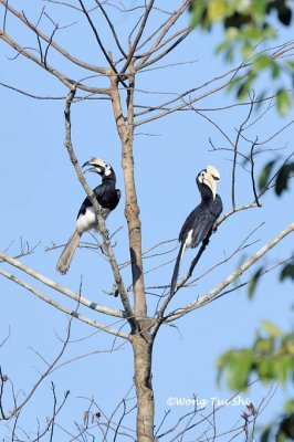 (Anthracoceros albirostris convexus) Oriental Pied Hornbill  ♂♀