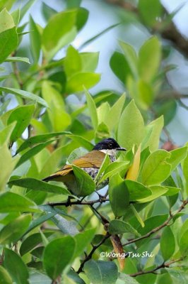 (Pycnonotus squamatus) Scaly-breasted Bulbul