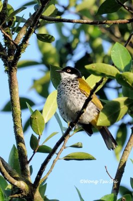 (Pycnonotus squamatus) Scaly-breasted Bulbul