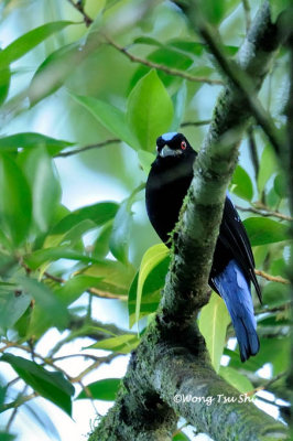 <i>(Irena puella criniger)</i><br /> Asian Fairy Bluebird ♂