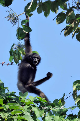 (Hylobates muelleri)  Bornean Gibbon