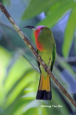<i>(Nyctyornis amictus)</i><br /> Red-bearded Bee-eater ♂