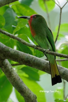 (Nyctyornis amictus) Red-bearded Bee-eater ♀
