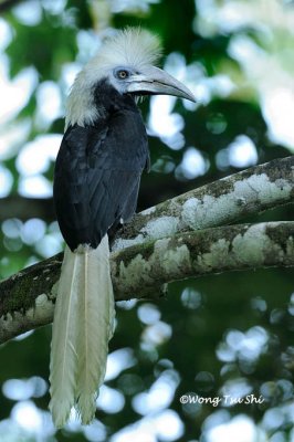 (Berenicornis comatus) White-crowned Hornbill ♀