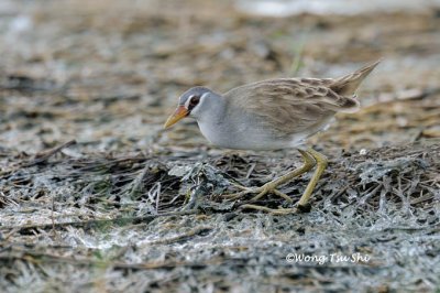 (Poliolimnas cinereus) White-browed Crake