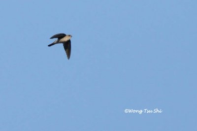 (Aerodramus vanikorensis)Uniform Swiftlet