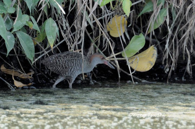 (Gallirallus striata)  Slaty-breasted Rail