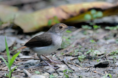 (Pellorneum rostratum macropterum)White Chested Babbler