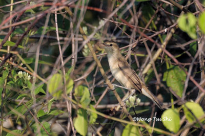 <i>(Acrocephalus orientalis)</i> <br /> Oriental Reed Warbler