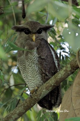 (Bubo sumatranus) Barred Eagle-owl