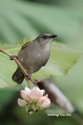 (Pycnonotus plumosus hachisukae) Olive-winged Bulbul