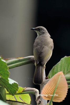 (Pycnonotus plumosus hachisukae) Olive-winged Bulbul