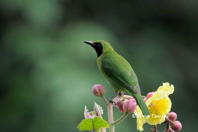 (Chloropsis cyanopogon) Lesser Green Leafbird ♂