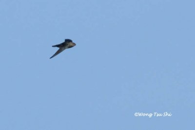 (Collocalia affinis) Plume-toed Swiftlet