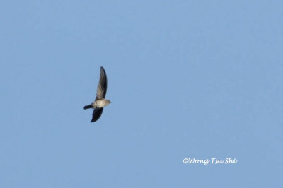 (Collocalia affinis) Plume-toed Swiftlet