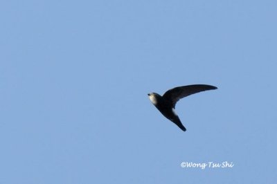 (Apus nipalensis subfurcatus) House Swift