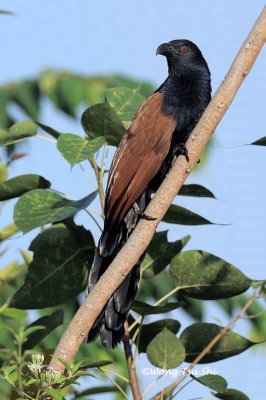 (Centropus sinensis) Greater Coucal