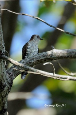 (Chrysococcyx minutillus) Little Bronze Cuckoo ♀