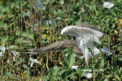 (Ardeola speciosa)  Javan Pond Heron