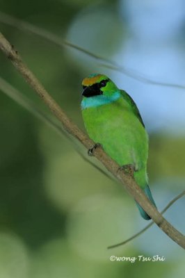 (Psilopogon henricii) Yellow-crowned Barbet