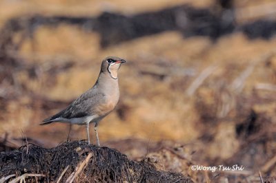 (Glareola maldivarum)  Oriental Pratincole