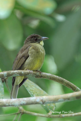 (Alophoixus finschii) Finsch's Bulbul