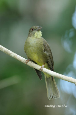 (Alophoixus finschii) Finsch's Bulbul