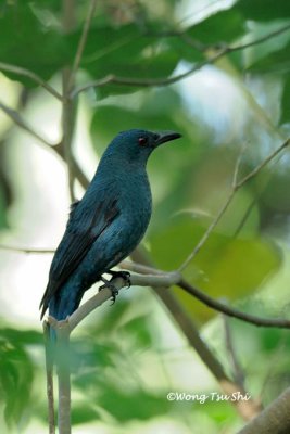 (Irena puella criniger) Asian Fairy Bluebird ♀