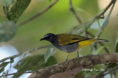 (Pycnonotus cyaninventris) Grey-bellied Bulbul