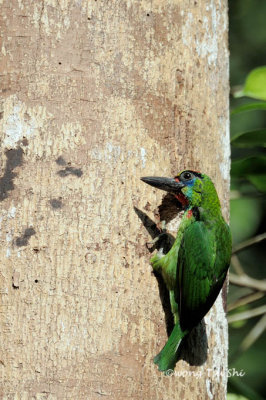 (Psilopogon mystacophanos)Red-throated Barbet ♂