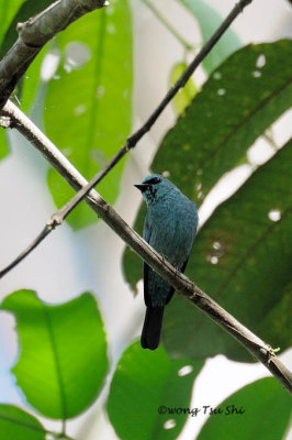 (Eumyias thalassinus) Verditer Warbling-flycatcher ♂