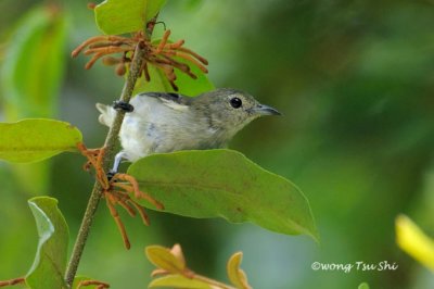 (Dicaeum minullum) Plain Flowerpecker