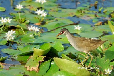 (Poliolimnas cinereus) White-browed Crake