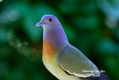 (Treron vernans vernans)Pink-necked Green Pigeon ♂