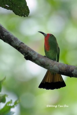 (Nyctyornis amictus) Red-bearded Bee-eater ♀