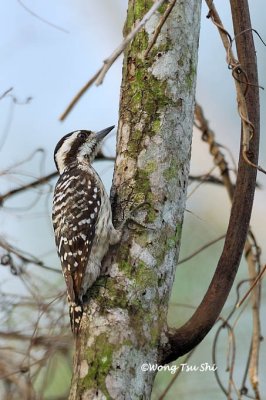(Picoides moluccensis)Brown-capped Pygmy-woodpecker ♂