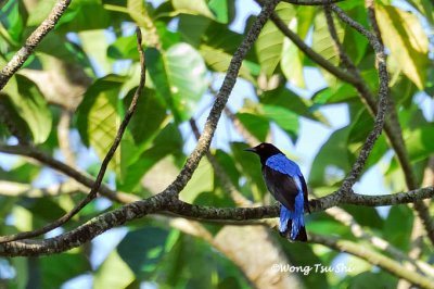 (Irena puella criniger) Asian Fairy Bluebird ♂