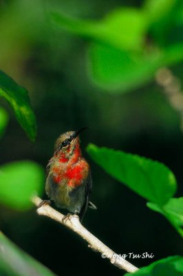 (Aethopyga siparaja) Crimson Sunbird ♂
