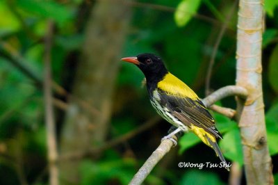 (Oriolus xanthonotus consobrinus) Dark-throated Oriole ♂