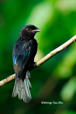 (Dicrurus paradiseus) Greater Racket-tailed Drongo