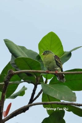 (Treron curvirostra )Thick-billed Green Pigeon ♂