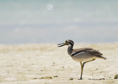 (Esacus magnirostris) Beach Thick-knee